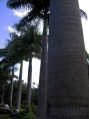 Tall and fat palm trees.